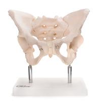 66fit Adult Female Pelvis Anatomical Model