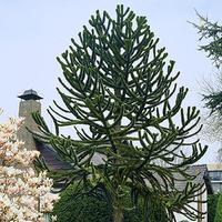 Araucaria araucana (Monkey Puzzle tree) 1L pot 20cm tall