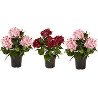 Artificial Hydrangea in a Pot (3 - SAVE £5)