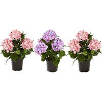 Artificial Hydrangea in a Pot (3 - SAVE £5)