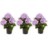 Artificial Hydrangea in a Pot (3 - SAVE £5)