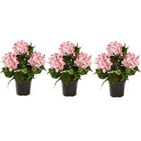 Artificial Hydrangea in a Pot (3 - SAVE £5)