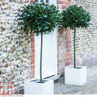 Bay Tree (Standard) - 2 x 4 litre potted bay tree plants