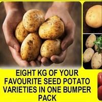 Bargain Seed Potatoes Collection Offer 8kg