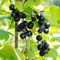 Blackcurrant Big Ben potted plant 3L