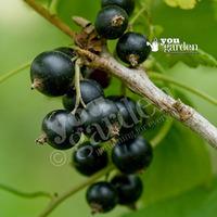 Blackcurrant Ben Lomond - pack of 2 bare roots