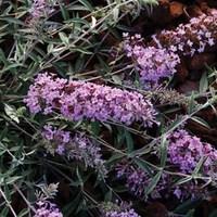 Buddleia Free Petite Lavender 1 Pre-Planted Container