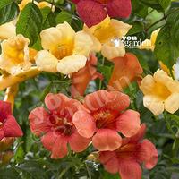 Campsis (Trumpet Vine) collection3 plants