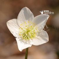 Christmas Rose plants (Helleborus niger) - set of 3 in 1L pots