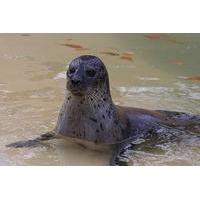 Cornish Seal Sanctuary - Gweek