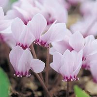 Cyclamen hederifolium (Large Plant) - 1 cyclamen plant in 1 litre pot