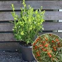 Goji Berry 1 Pre-Planted Container (Graphite)