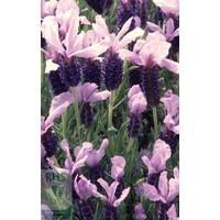 Lavandula Rocky Road ('fair 09') (pbr) French Lavender 6 × 9cm pots