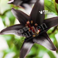 Lily Landini black bulbs - pack x 5