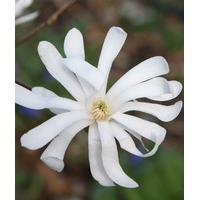 Magnolia Stellata Star Magnolia 2 litre pot