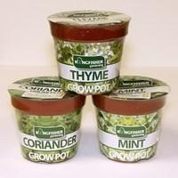 Mint x2, Coriander x2 and Thyme x2