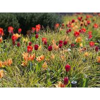 Orange And Red Tulip Collection Tulip Collection 2+1 FREE collections