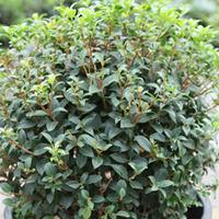 Osmanthus x burkwoodii (Large Plant) - 1 plant in 3.5 litre pot