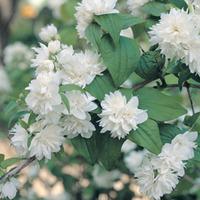 Philadelphus 'Manteau d'Hermine' (Large Plant) - 1 plant in 3.5 litre pot