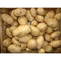 Potato Majestic Potato - Maincrop, Scottish Basic Seed Potato 2 kg bag