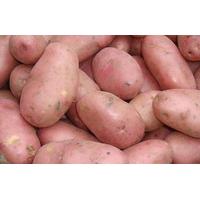 Potato Sarpo Mira (pbr) Potato - Maincrop Scottish Basic Seed Potato 2 kg bag