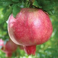 Pomegranate 'Provence' - 2 pomegranate plants in 3 litre pots