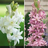 Polianthes 'Duo Collection' - 16 polianthes bulbs - 10 white and 6 pink