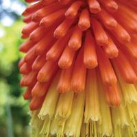 Red Hot Poker 'Fire Dance' (Large Plant) - 3 x 1 litre potted red hot poker plants