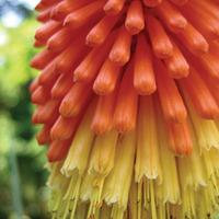 Red Hot Poker 'Fire Dance' (Large Plant) - 1 red hot poker plant in 1 litre pot