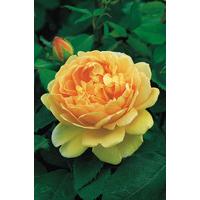 Rosa Golden Celebration ('ausgold') (pbr) Rose Golden Celebration (shrub) 4 litre pot