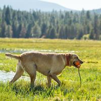 Ruffwear Red Currant Headwater Dog Collar