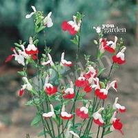 Salvia Hot Lips pack of 10 plug plants