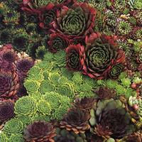 Sempervivum 'Mixed' (Large Plant) - 2 x 1 litre potted sempervivum plants