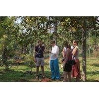 Spice Tour and Home Cooked Goan Lunch on an Organic Plantation