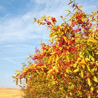 Spindle (Hedging) - 25 bare root hedging plants