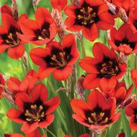 Sparaxis 'Red Reflex' - 60 sparaxis bulbs