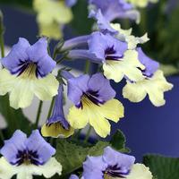 Streptocarpus Harlequin Blue (pbr) Rhs Chelsea Flower Show Plant Of The Year 2010 ceramic pot