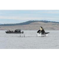 Summer Whale Watching on Vancouver Island