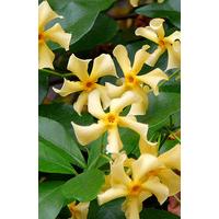 Trachelospermum Jasminoides Star Of Toscana ('selbra') (pbr) Yellow Star Jasmine 2 litre pot