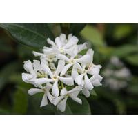 Trachelospermum Jasminoides Star Jasmine 2 litre pot