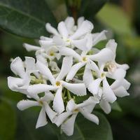 Trachelospermum Jasminoides Star Jasmine 5 litre pot, 1m