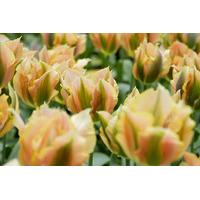 Tulipa Golden Artist Viridiflora Tulip Bulbs 10 bulbs