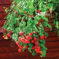 Tumbling Tomato plants x 12 plugs