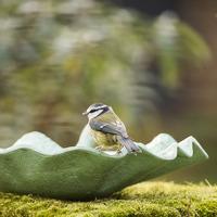 Verdigris Leaf Bird Bath