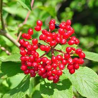 Wayfaring Tree (Hedging) - 100 bare root hedging plants