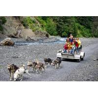 Wilderness Dog Sled Ride and Tour