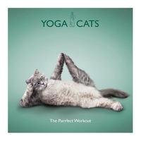 Yoga Cats