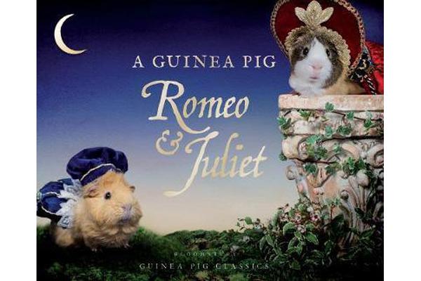 A Guinea Pig Romeo & Juliet