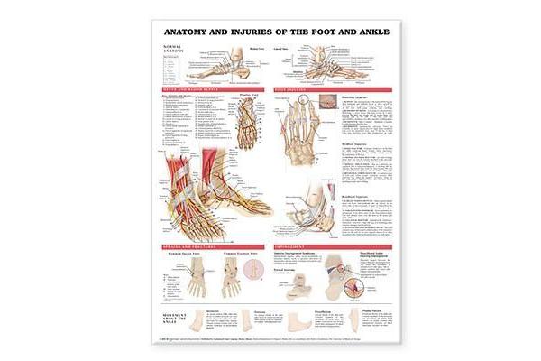 Anatomy and Injuries of the Foot and Ankle