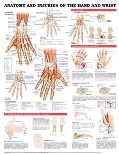 Anatomy and Injuries of the Hand and Wrist Anatomical Chart